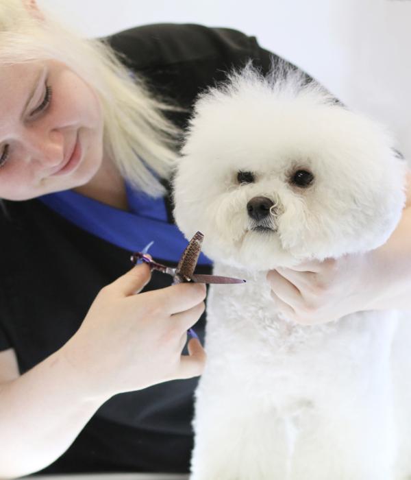 Delights Grooming Courses