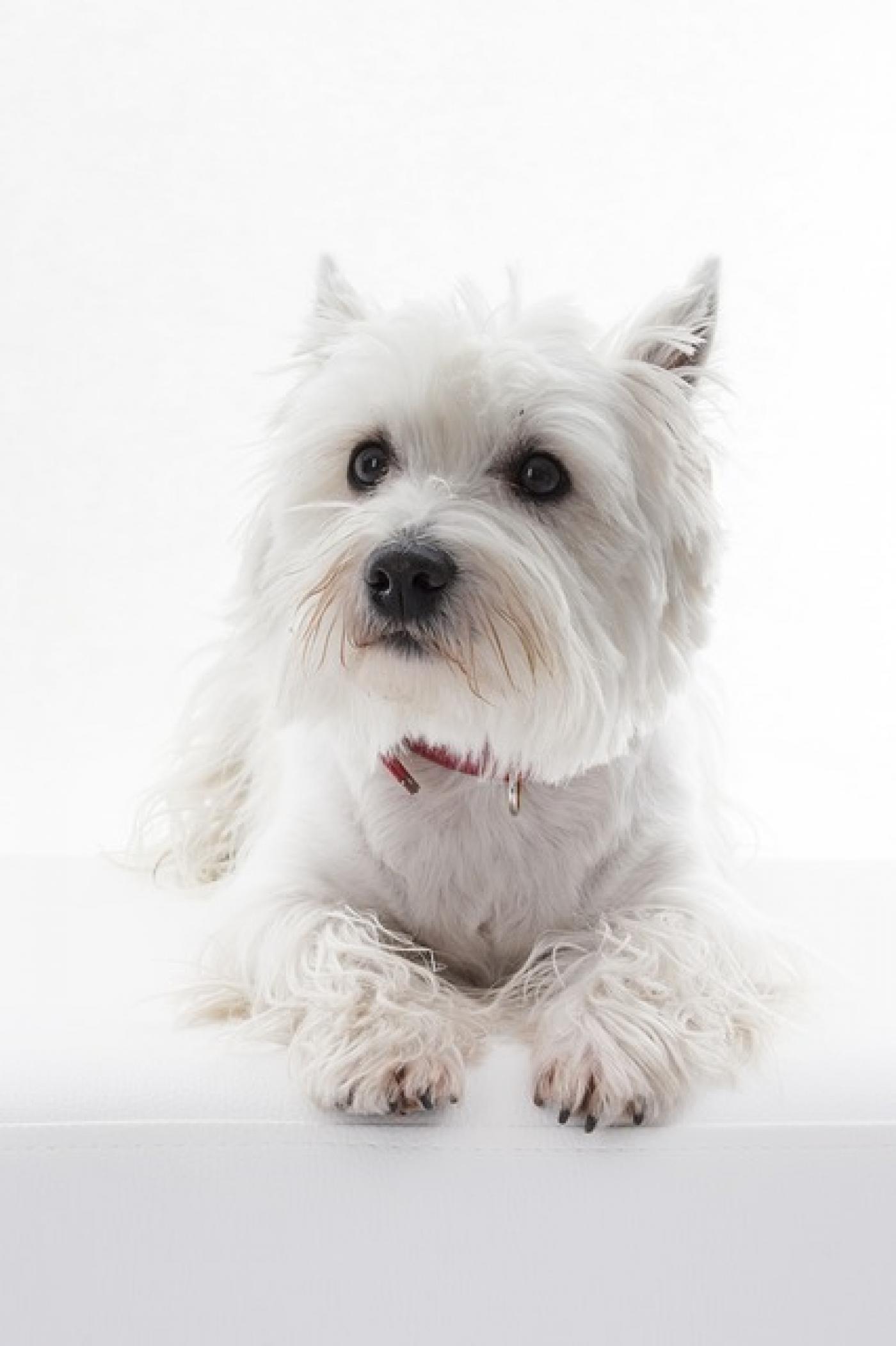 dog grooming tutorial, how to groom your westie - dogs