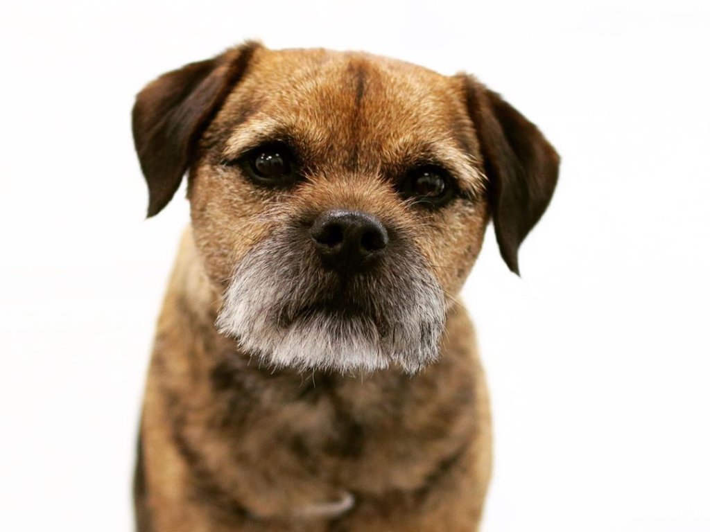 dog-grooming-courses-in-london-delights-grooming-courses